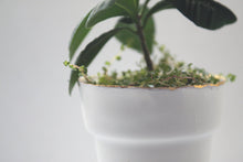 Load image into Gallery viewer, White and gold finish pot. Small English fine bone china planter with real gold rim - outdoor decor