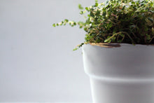 Load image into Gallery viewer, White and gold finish pot. Small English fine bone china planter with real gold rim - outdoor decor