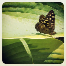 Load image into Gallery viewer, Nature miniature photography - Brown butterfly on green leaf