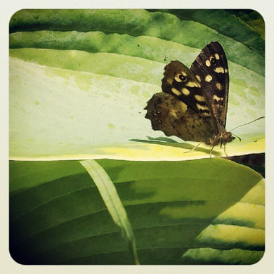 Nature miniature photography - Brown butterfly on green leaf